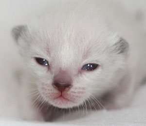 Kitten 1