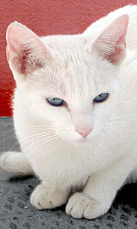 Falling Snowflake vom Saphirstern